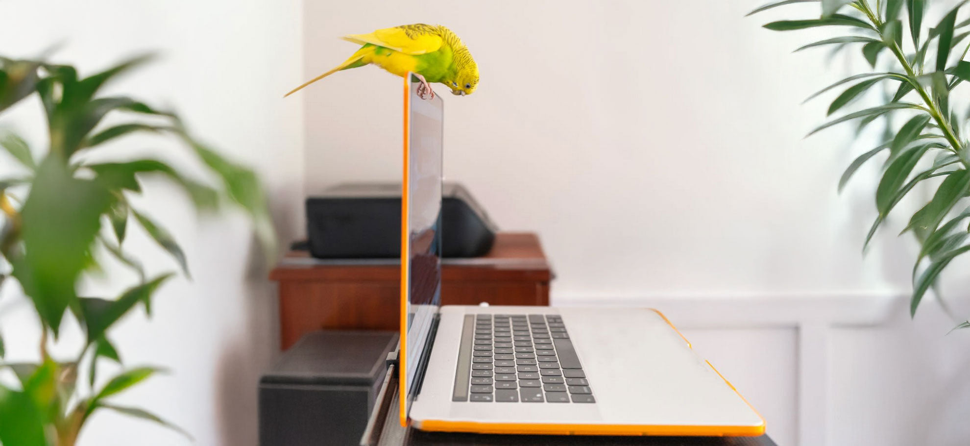 Is “Natural” Pet Food Really Natural? What Every Parrot Parent Should Know