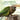 Essential Energy Organic Parrot Food