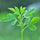 alfalfa plant