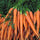 a bunch of fresh carrots