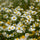 chamomile flowers growing in a field