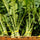 dandelion greens in bunches sittin in a basket