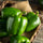 fresh green bell peppers in a basket