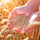 feminine hands holding soft white wheat berries